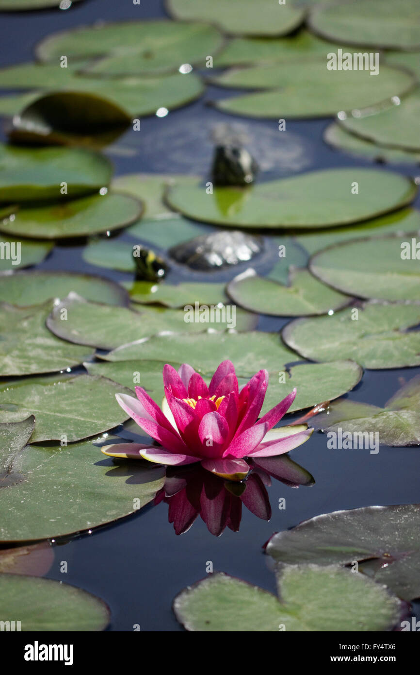 A reflected violet waterlily on the water pond surface & two sp. Trachemys scripta elegans turtles, out of focus in background Stock Photo