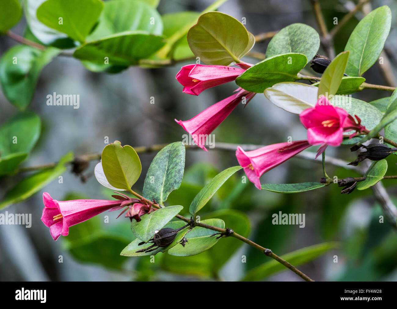 Pink Bell flowers (Portlandia coccinea) in tropical forest of Jamaica