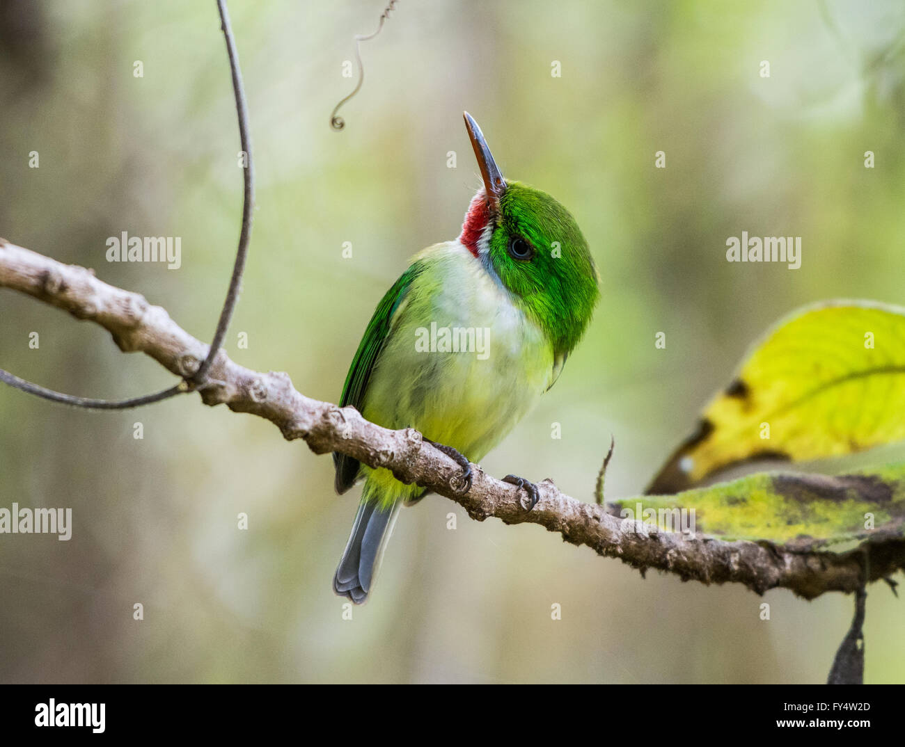 An endemic species Jamaican Tody (Todus todus) perched on a branch. Jamaica, Caribbeans. Stock Photo