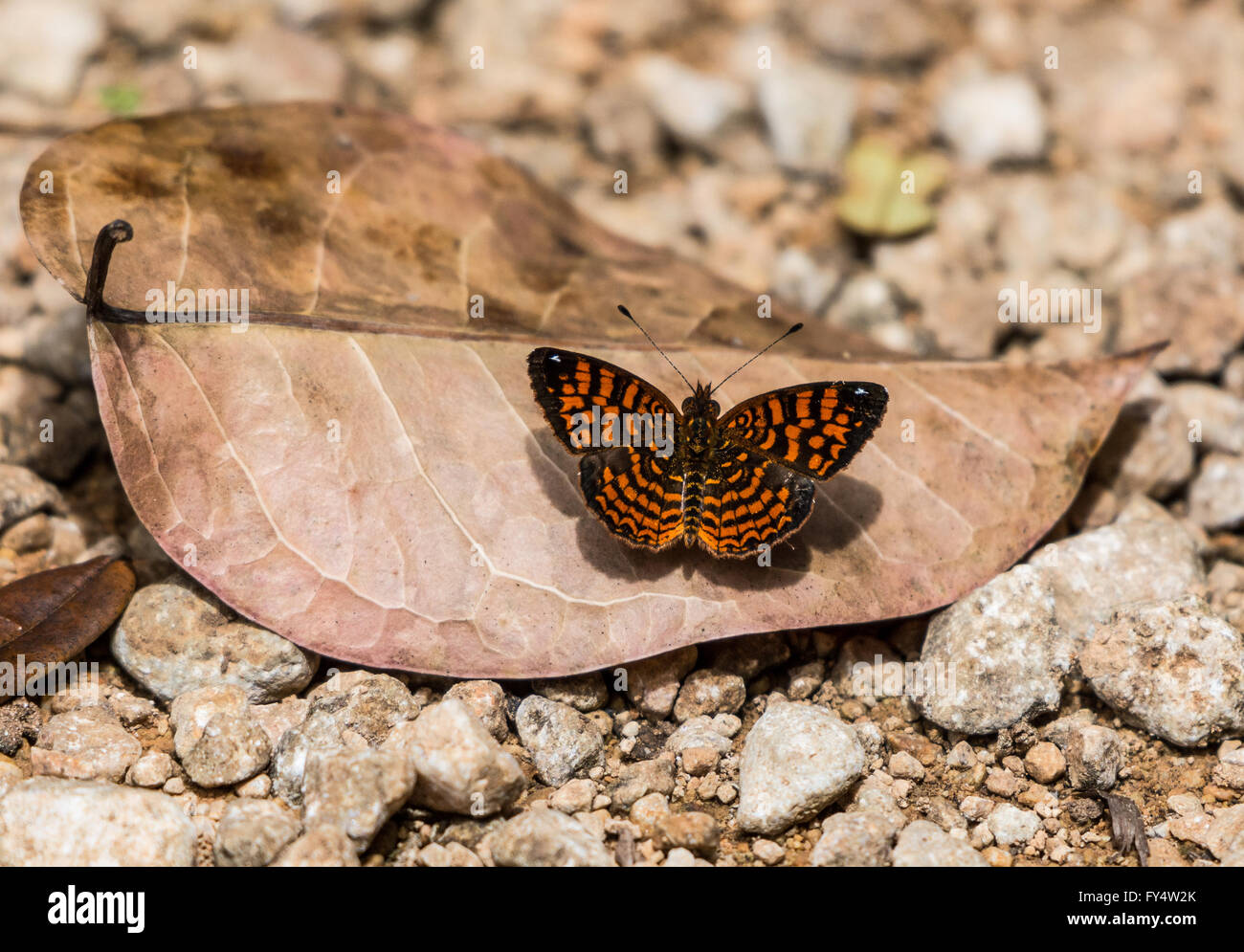 A Checkerspot butterfly on a dead leaf. Jamaica, Caribbeans. Stock Photo