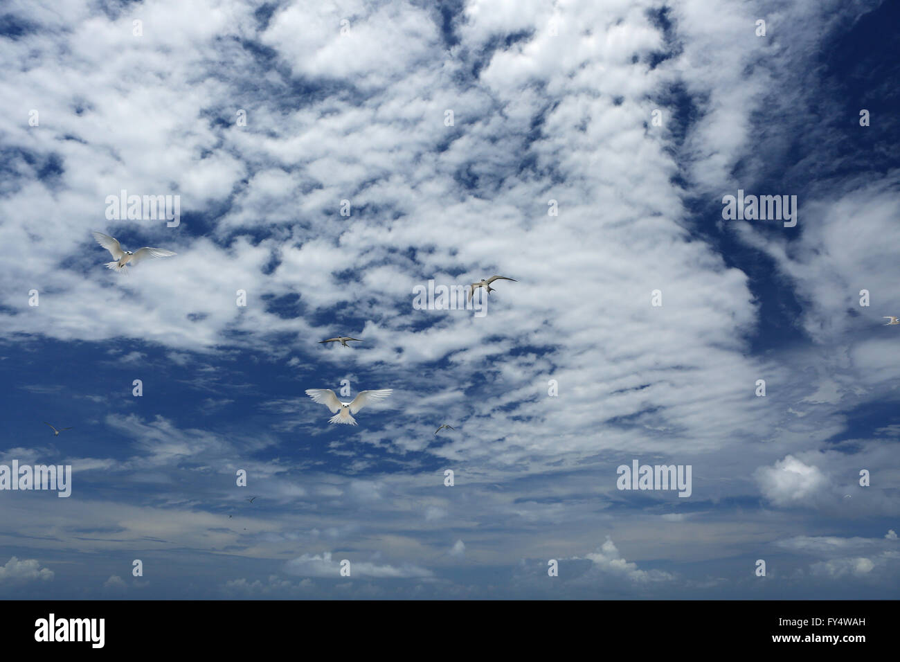 White, fluffy clouds and white fairy tern birds in the blue sky Stock ...