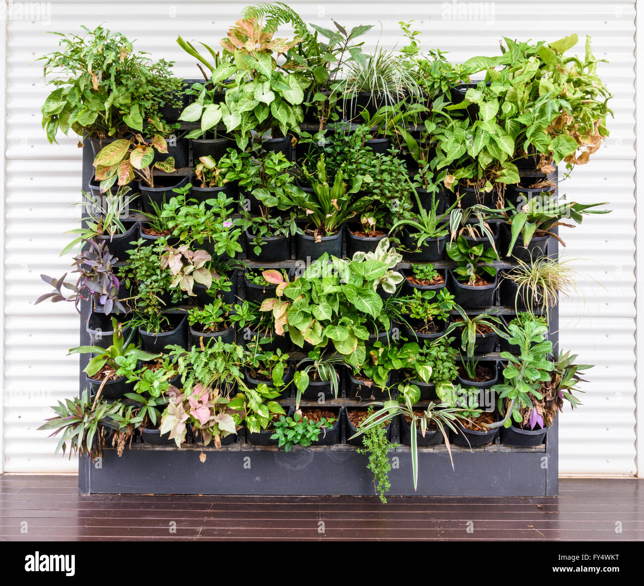 Detail of a vertical wall feature of pot plants in northern Australia Stock Photo