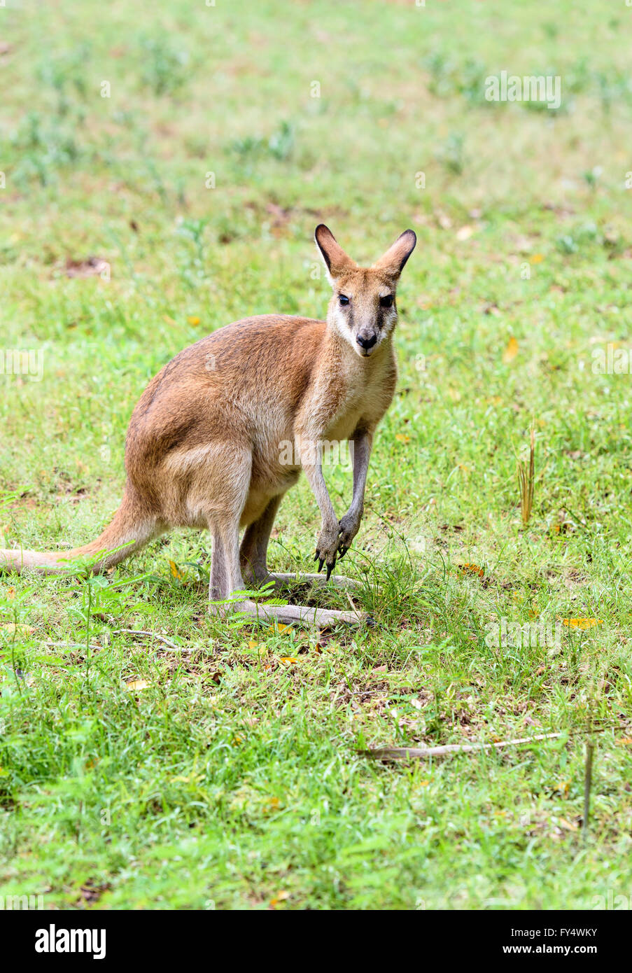 Agile Wallaby in Broome, Kimberley, Western Australia Stock Photo