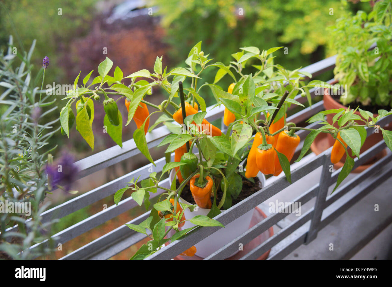 Capsicum annuum pepper yellow balcony plant fruits paprika Stock Photo