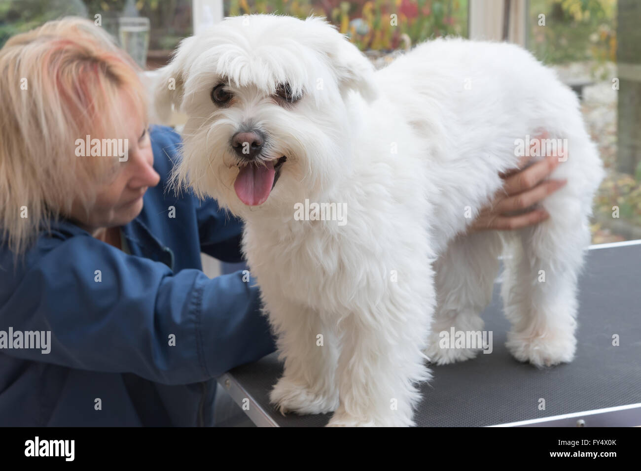 The groomer woman is grooming a white Maltese dog standing on the table