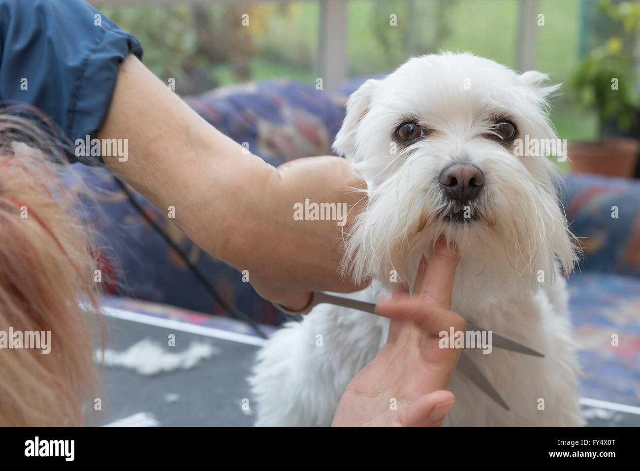 Grooming the head of a white Maltese dog with scissors. The dog is