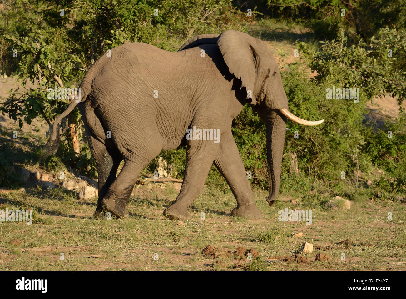 African Elephant moving through the bush to the waterhole Stock Photo