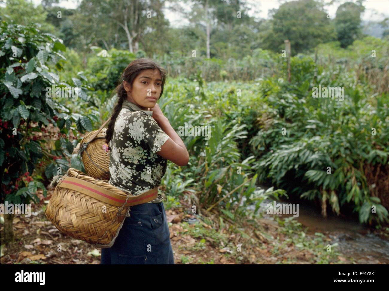 Nicaragua, coffee harvest in a plantation north of Jinotega during the