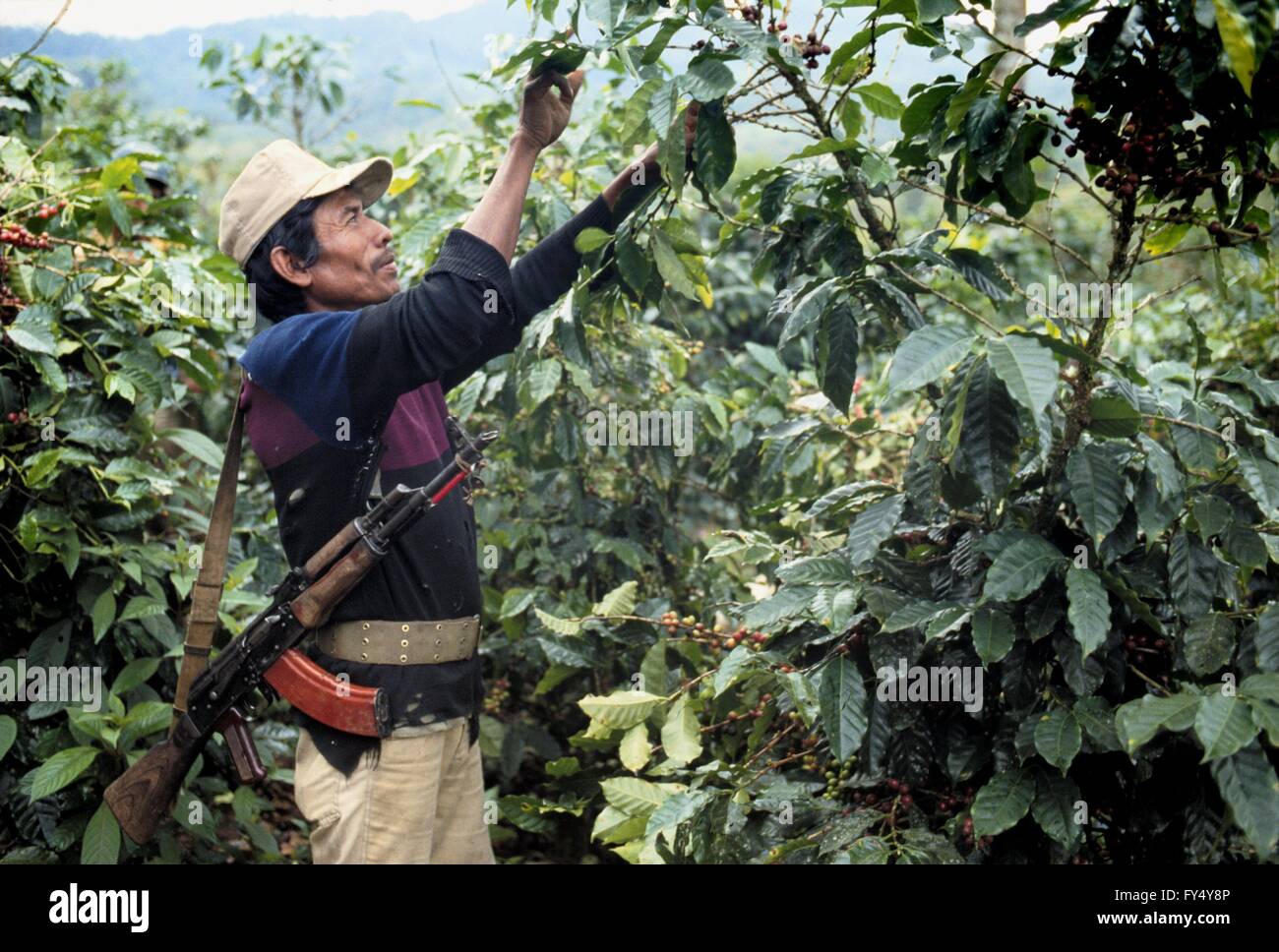 Nicaragua, coffee harvest in a plantation north of Jinotega during the
