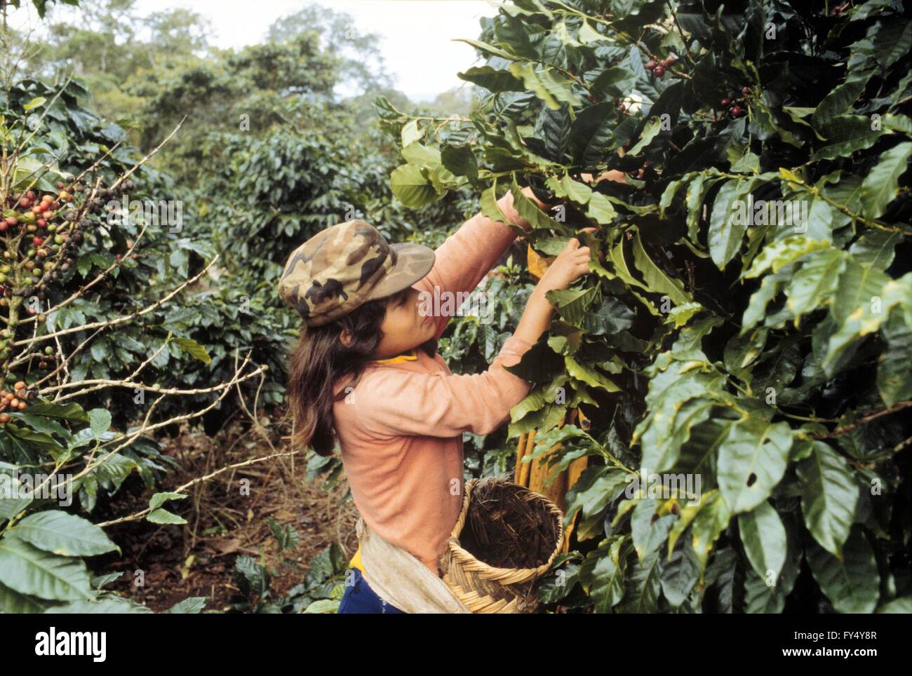Nicaragua, coffee harvest in a plantation north of Jinotega during the civil war (January 1988