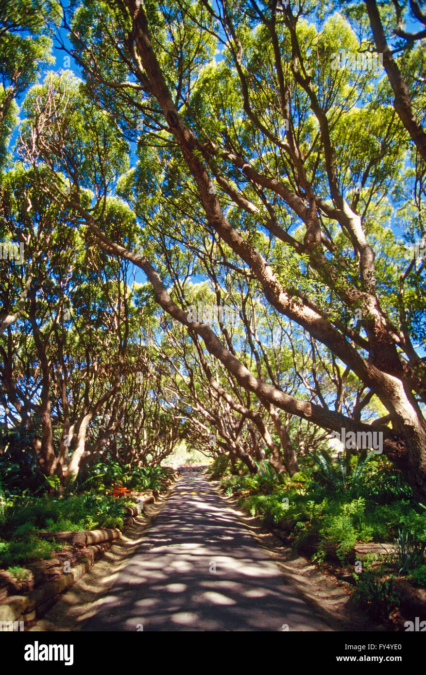 Garden path; Kirstenbosch National Botanical Garden; outside Cape Town; Cape Peninsula; South Africa Stock Photo