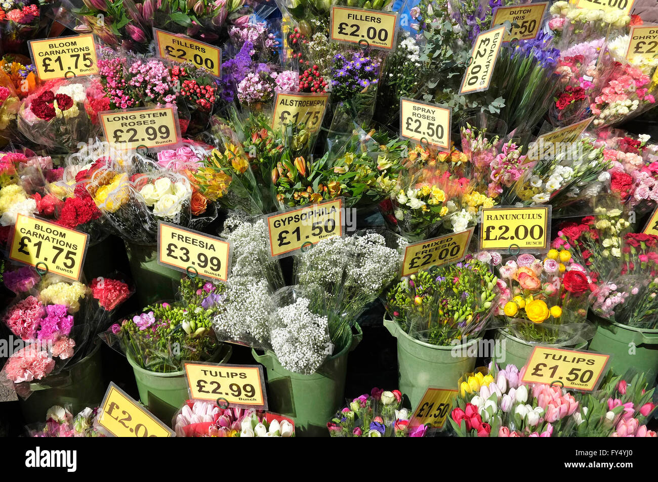 colourful floral display of cultivated cut flowers Stock Photo