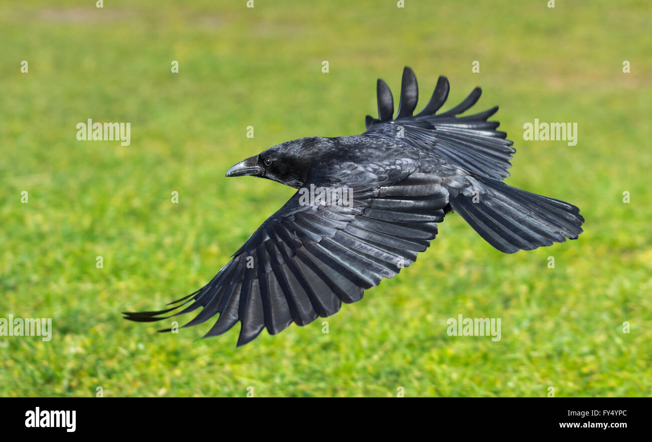 Crow Flying High Resolution Stock Photography and Images Alamy