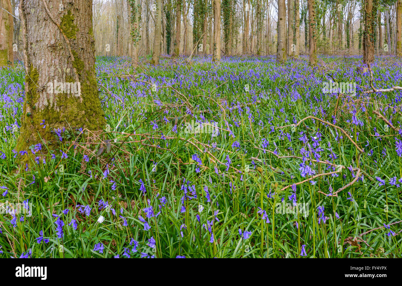 Common Bluebells (Hyacinthoides non-scripta) growing in woodland in Spring in West Sussex, England, UK. Stock Photo