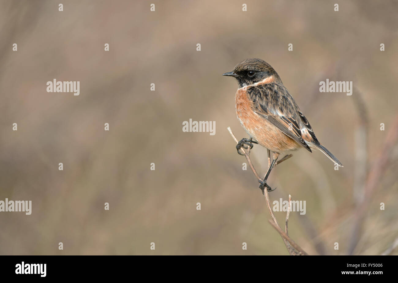 Stonechat Winter High Resolution Stock Photography and Images - Alamy
