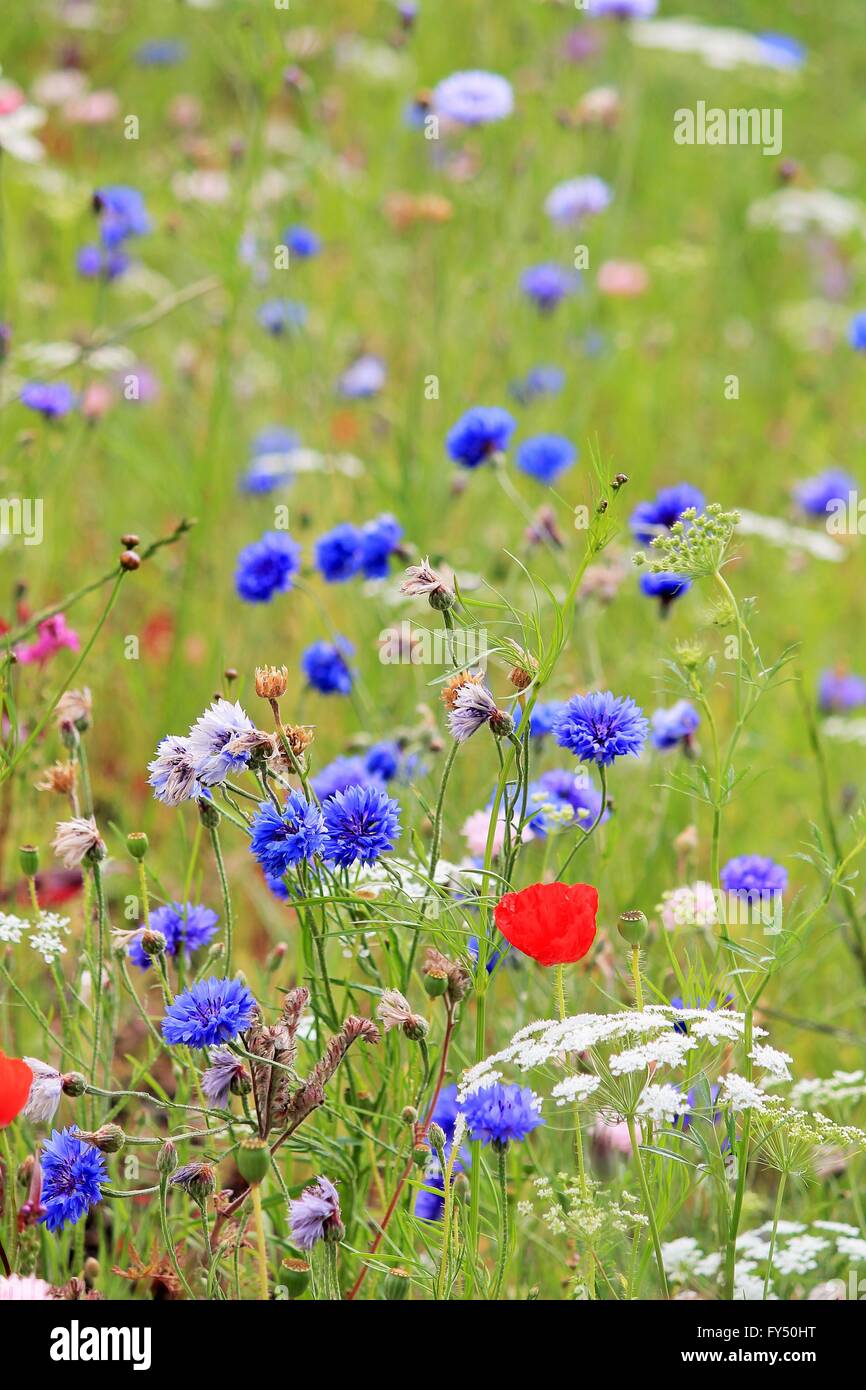 medow flowers poppy and cornflower meadow background Wild Spring