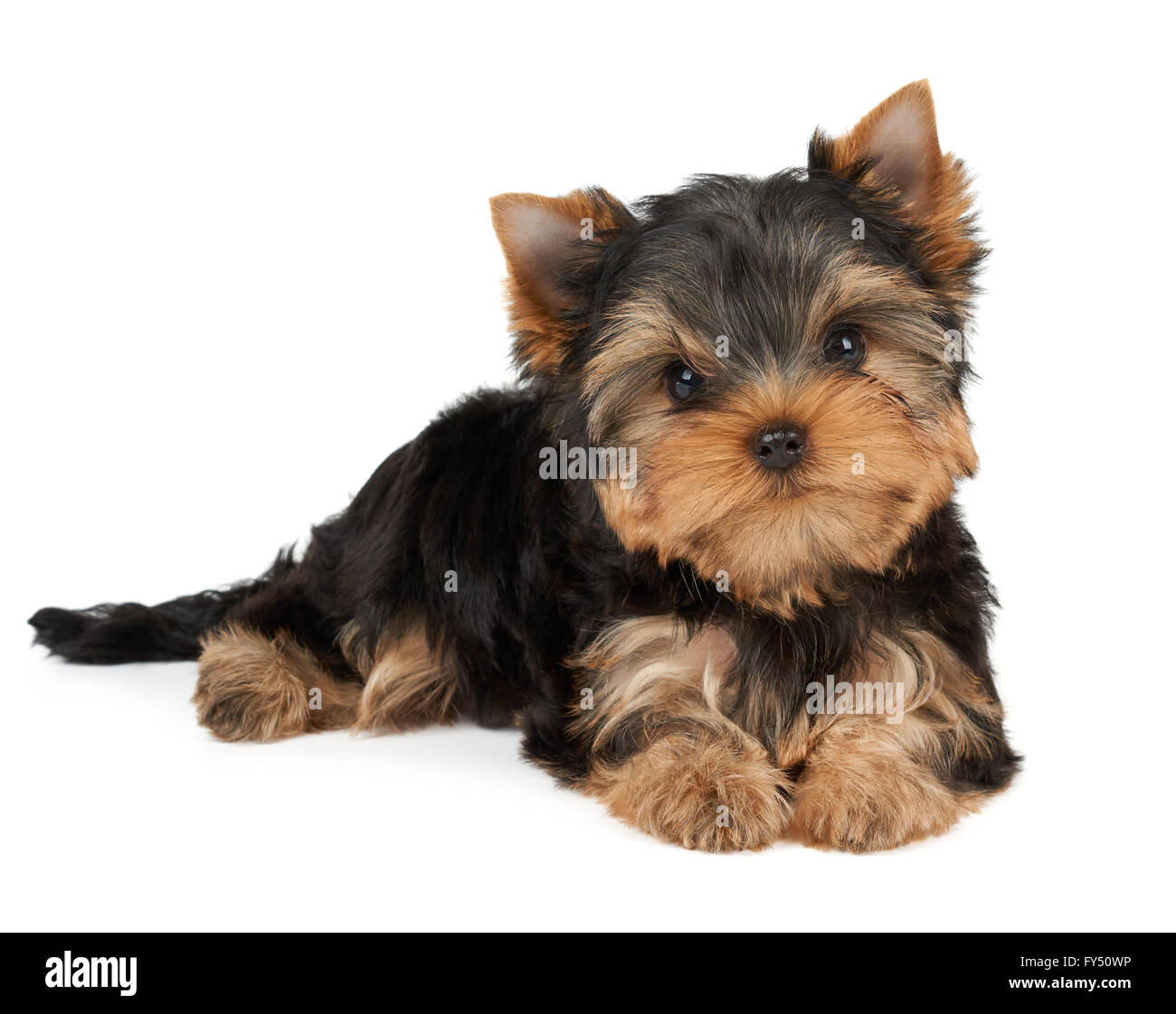 One puppy of the Yorkshire Terrier tilted head on white Stock Photo