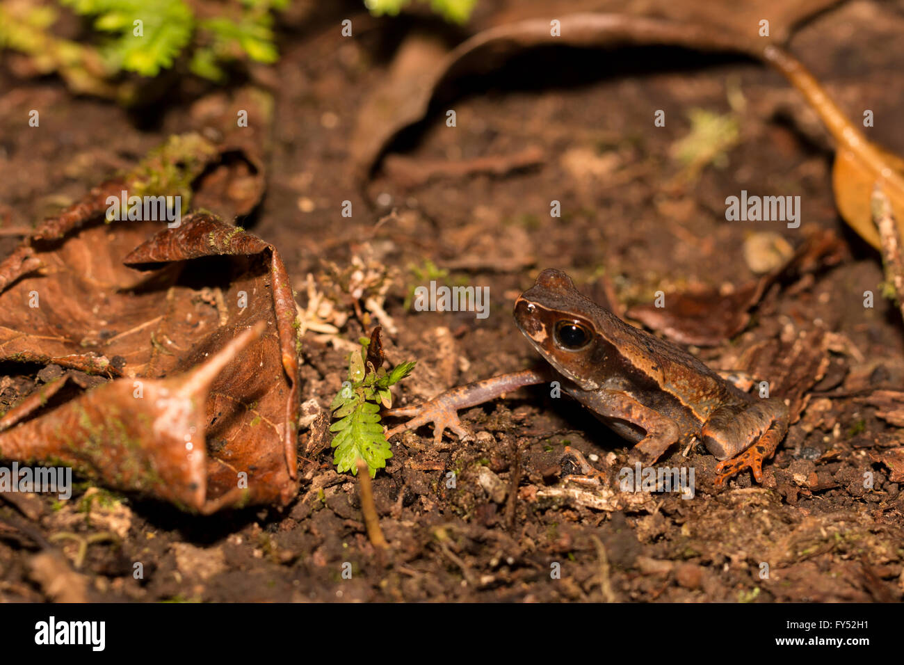 Litter Toad - Rhaebo haematiticus Stock Photo