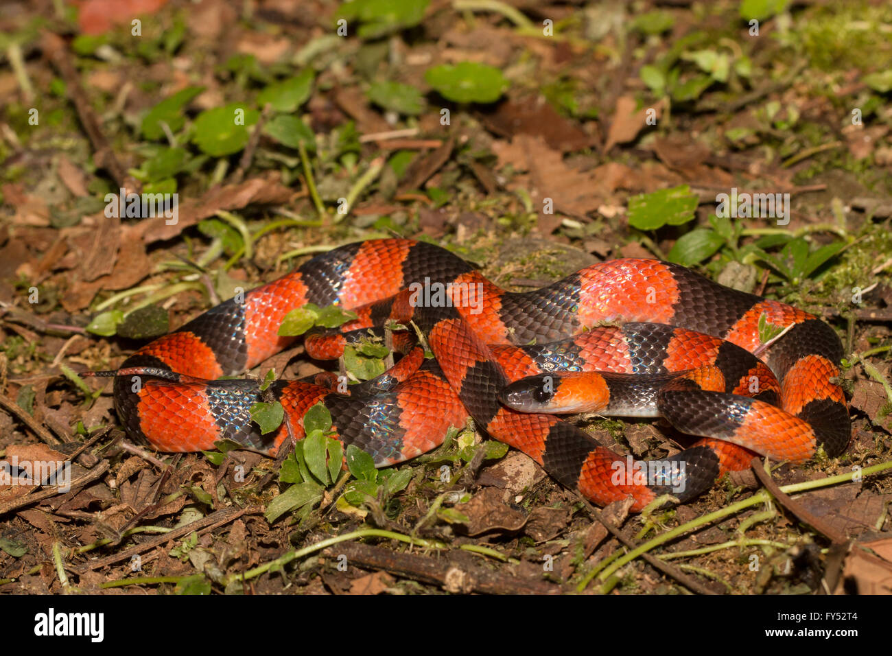 Orange and black snake hi-res stock photography and images - Alamy