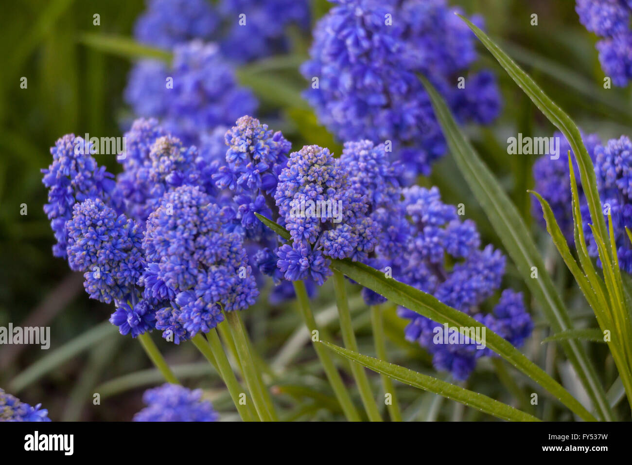 Muscari armeniacum Blue Spike Grape hyacinth Stock Photo