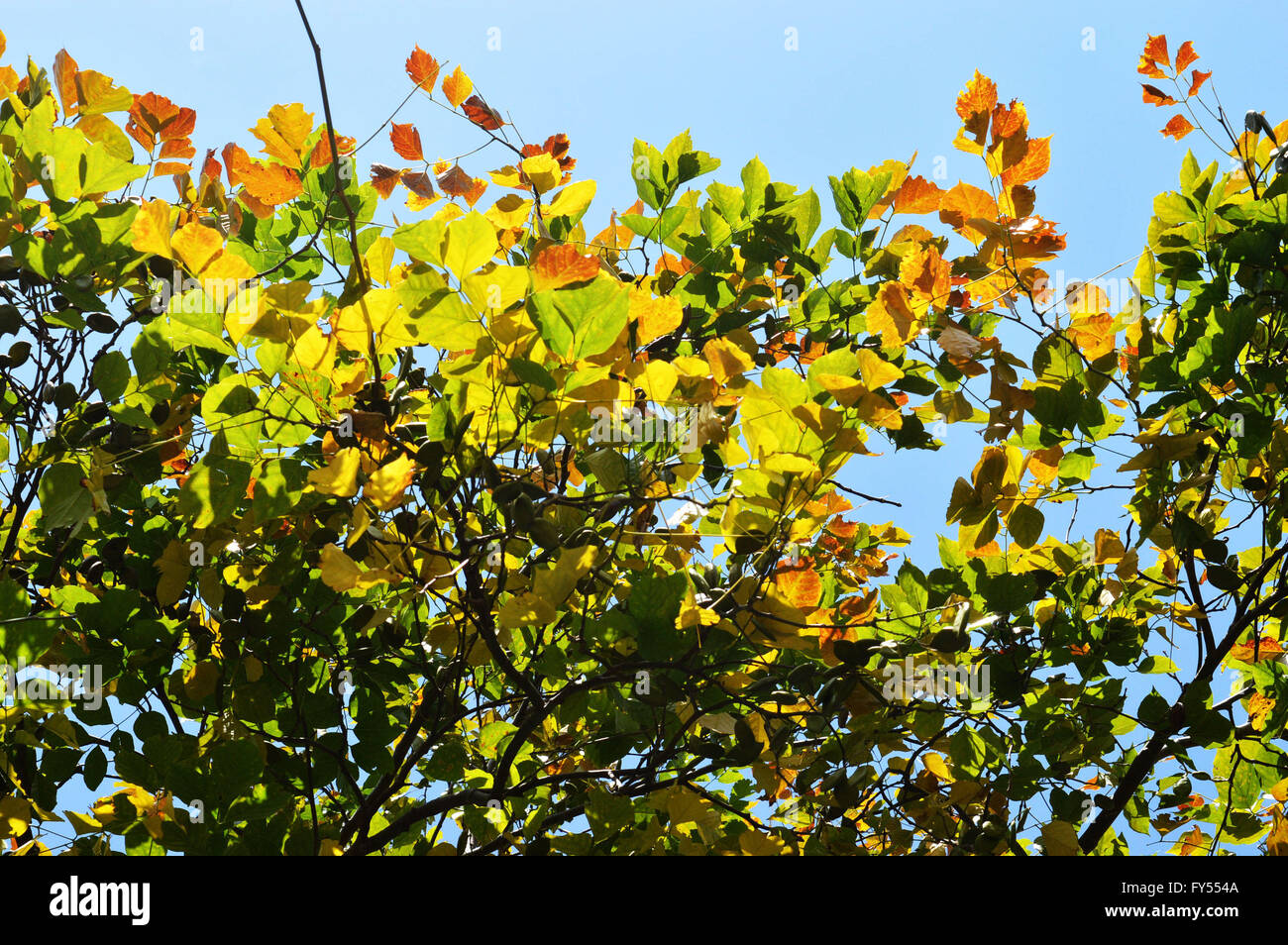 Colorful Leaf Canopy Stock Photo Alamy