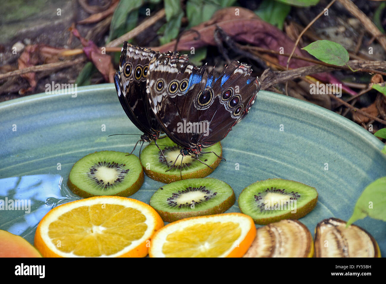 Pair of common morpho butterflies feeding on kiwi slice. Stock Photo