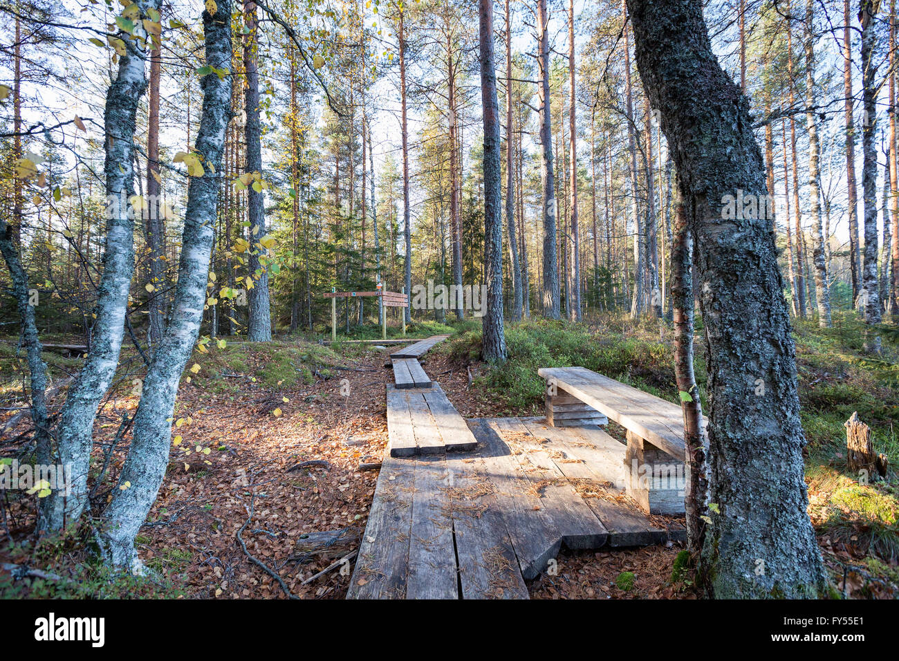At Liesjärvi national park, Tammela,  Finland, Europe, EU Stock Photo