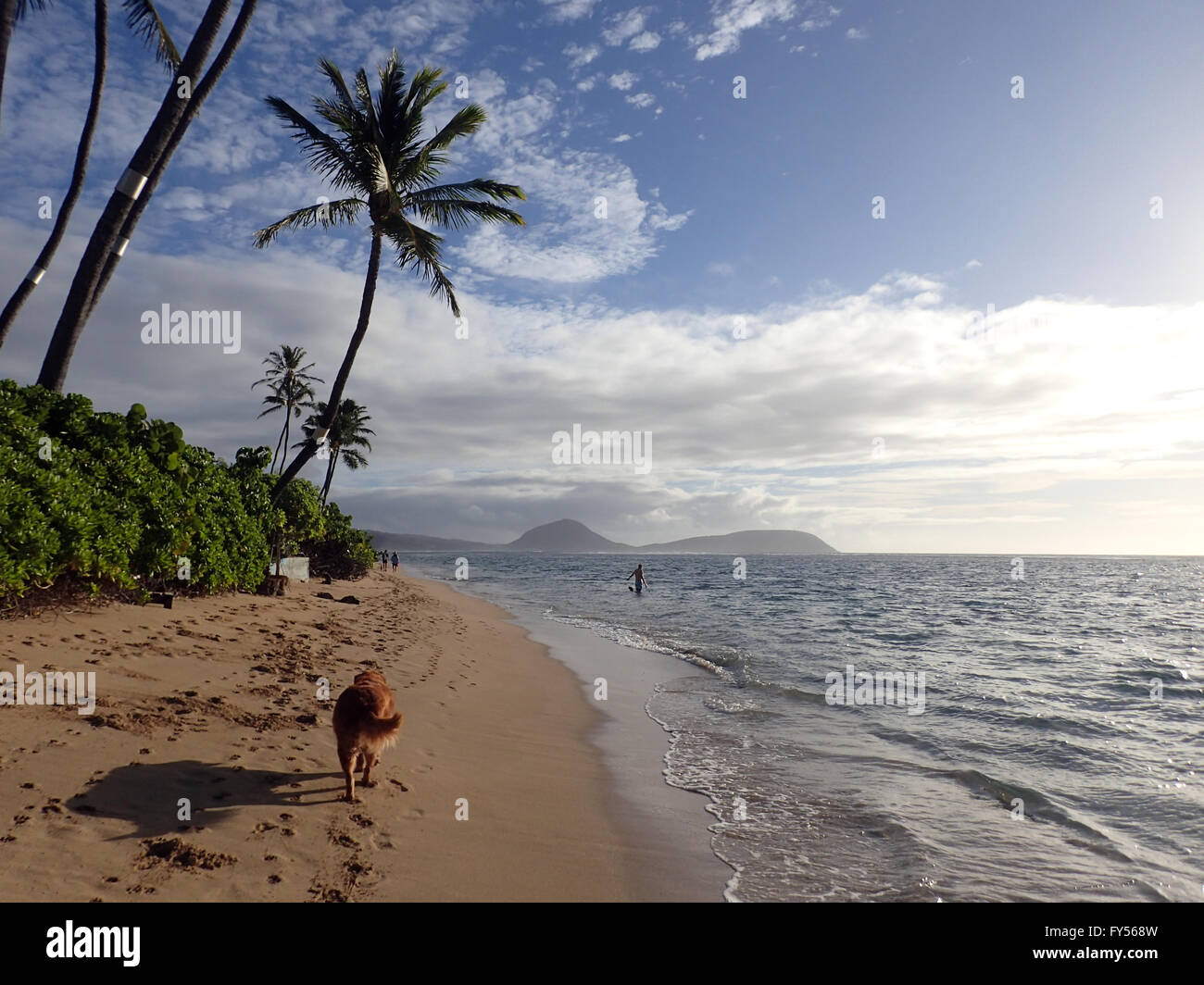 Golden Retriever Dog walks along beach with tail waging in the early morning with coconut Trees and napakaa plants lining Kahala Stock Photo