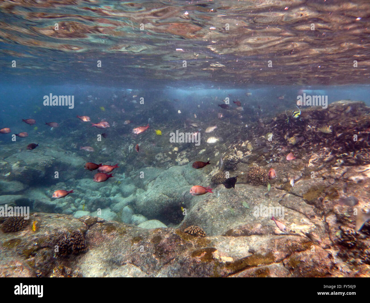 Fish of many colors, including yellow Tang, butterfly fish, swim in the shallow waters off the coast of the big Island, Hawaii. Stock Photo