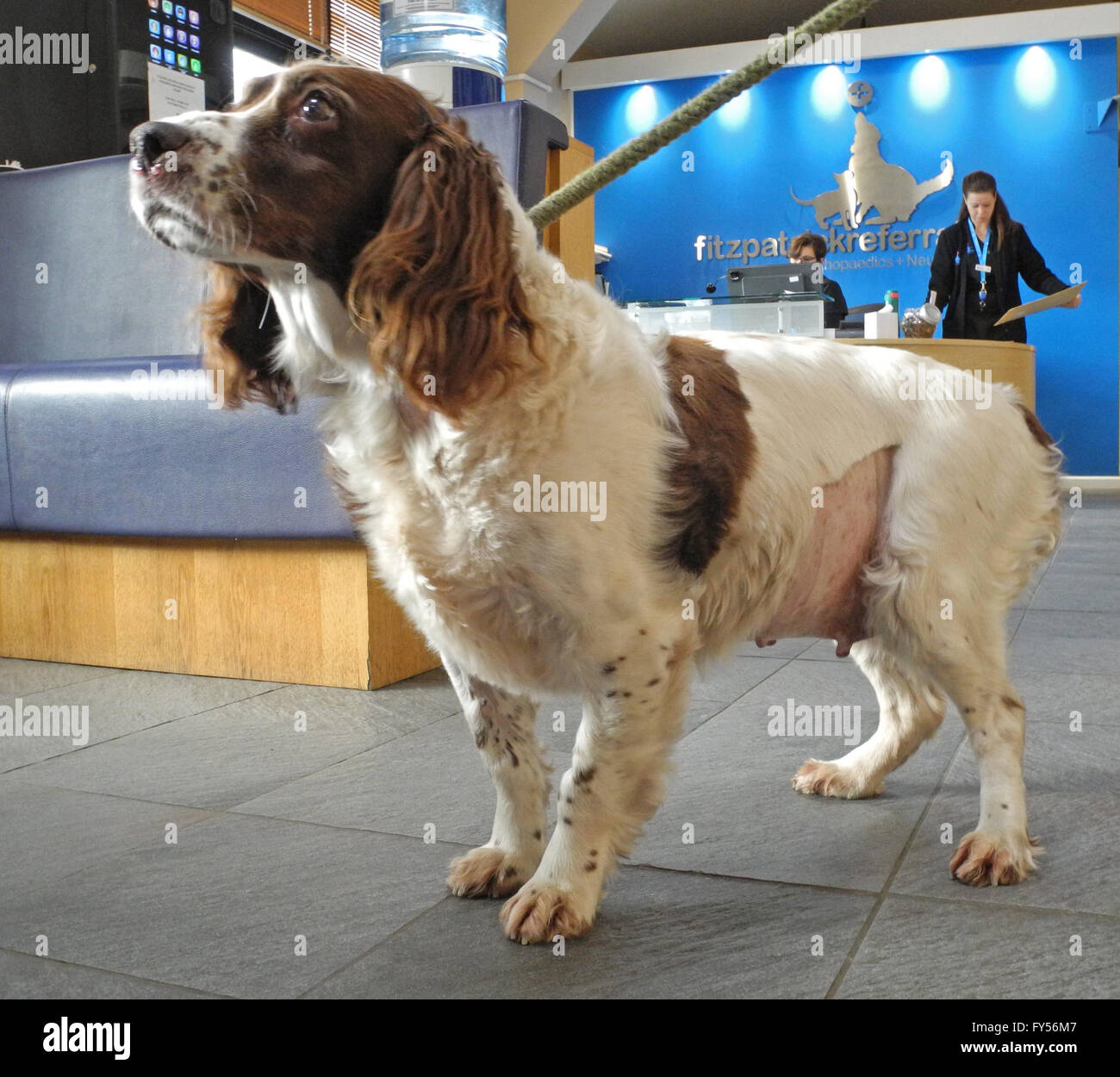 Dog at the Vets. 'Meg' at Fitzpatrick Referrals. Not happy !   Springer spaniel 'Meg' on visit to the vets veterinary surgeons. The Super Vet Professor Noel Fitzpatrick's practice in Surrey Stock Photo