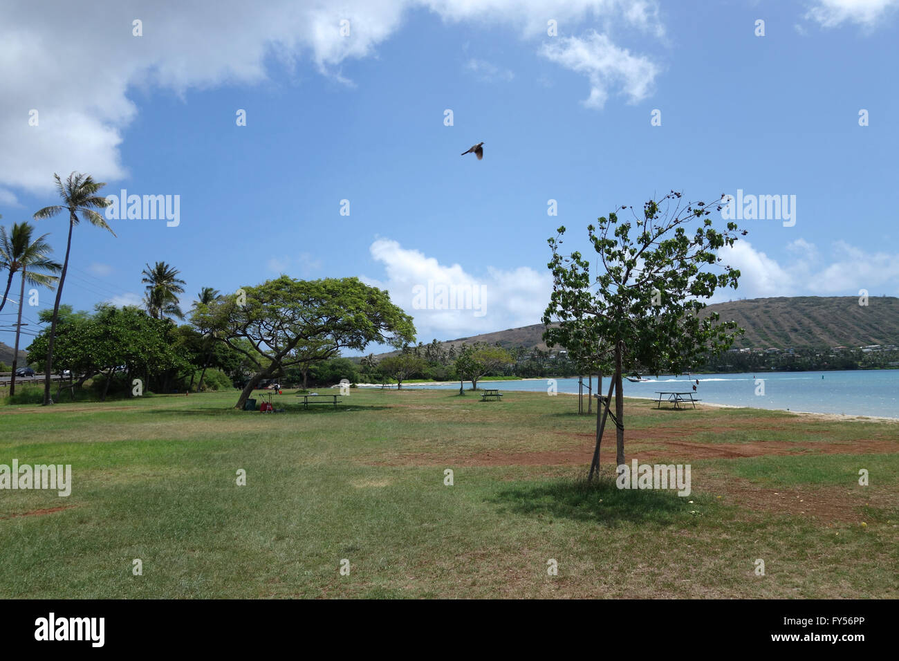 Pidgin flying in the air at Maunalua Bay Beach Park full of trees in Hawaii Kai with Portlock in the distance and boat racing in Stock Photo