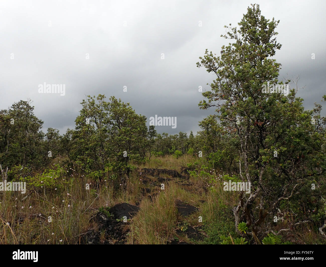 Ohia, grass, and other plants grow in lava field with cloudy sky from lava smoke (vog). Stock Photo