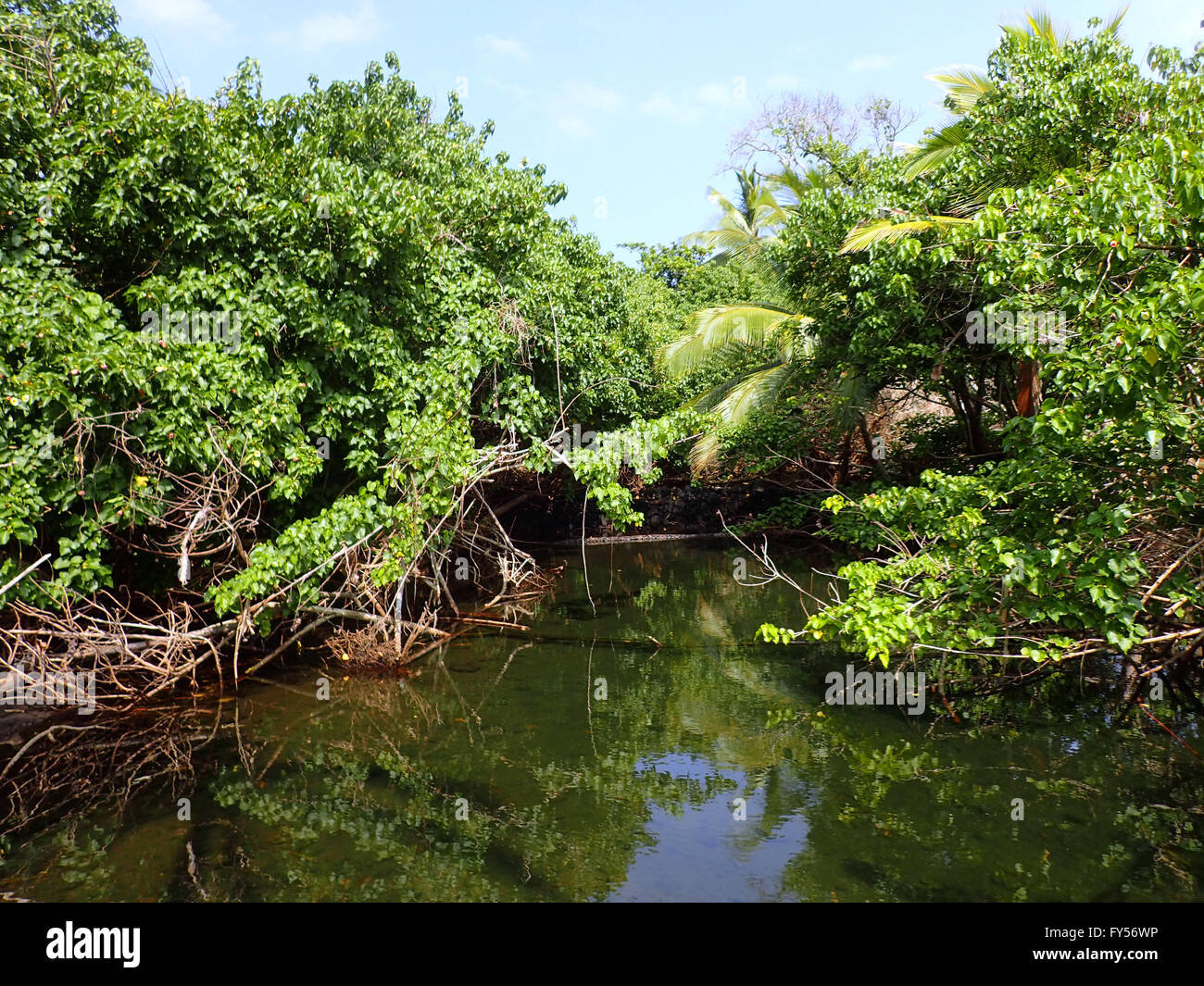 Stream covered with lush green plants at Ahalanui Park Stock Photo