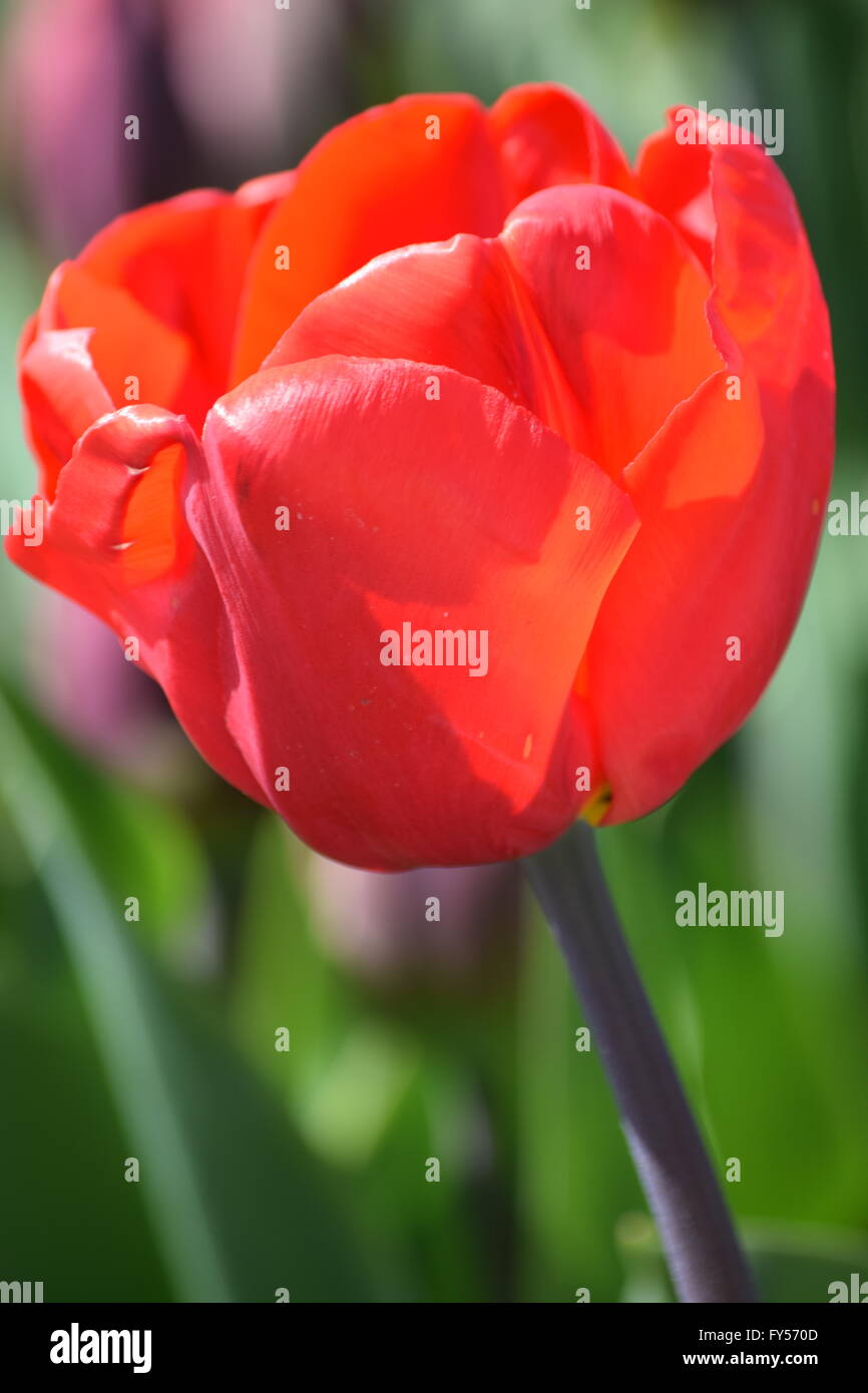 Tulip ring hi-res stock photography and images - Alamy