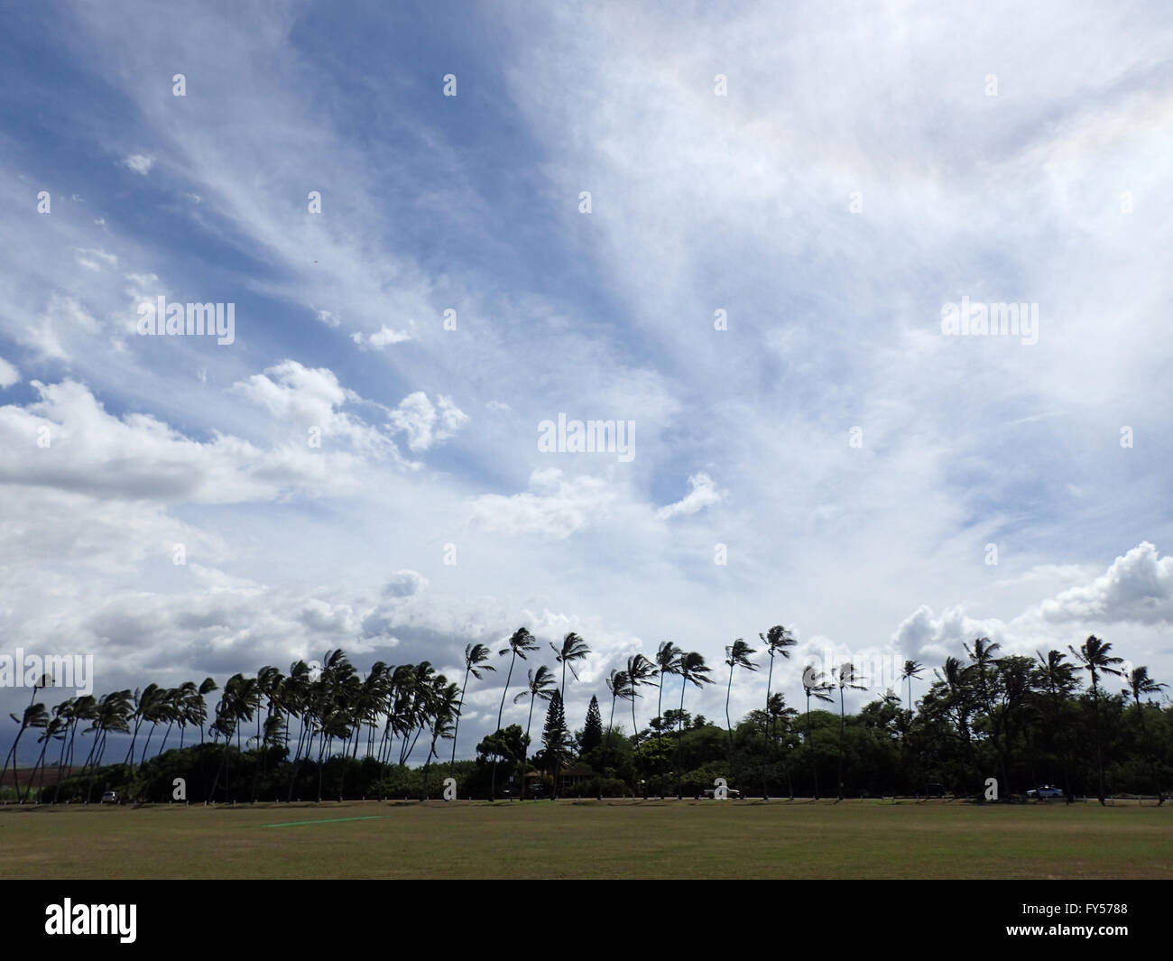 Grass field  used for sports with coconut trees at parks edge during the day with cool clouds at Baldwin District Beach Park wit Stock Photo