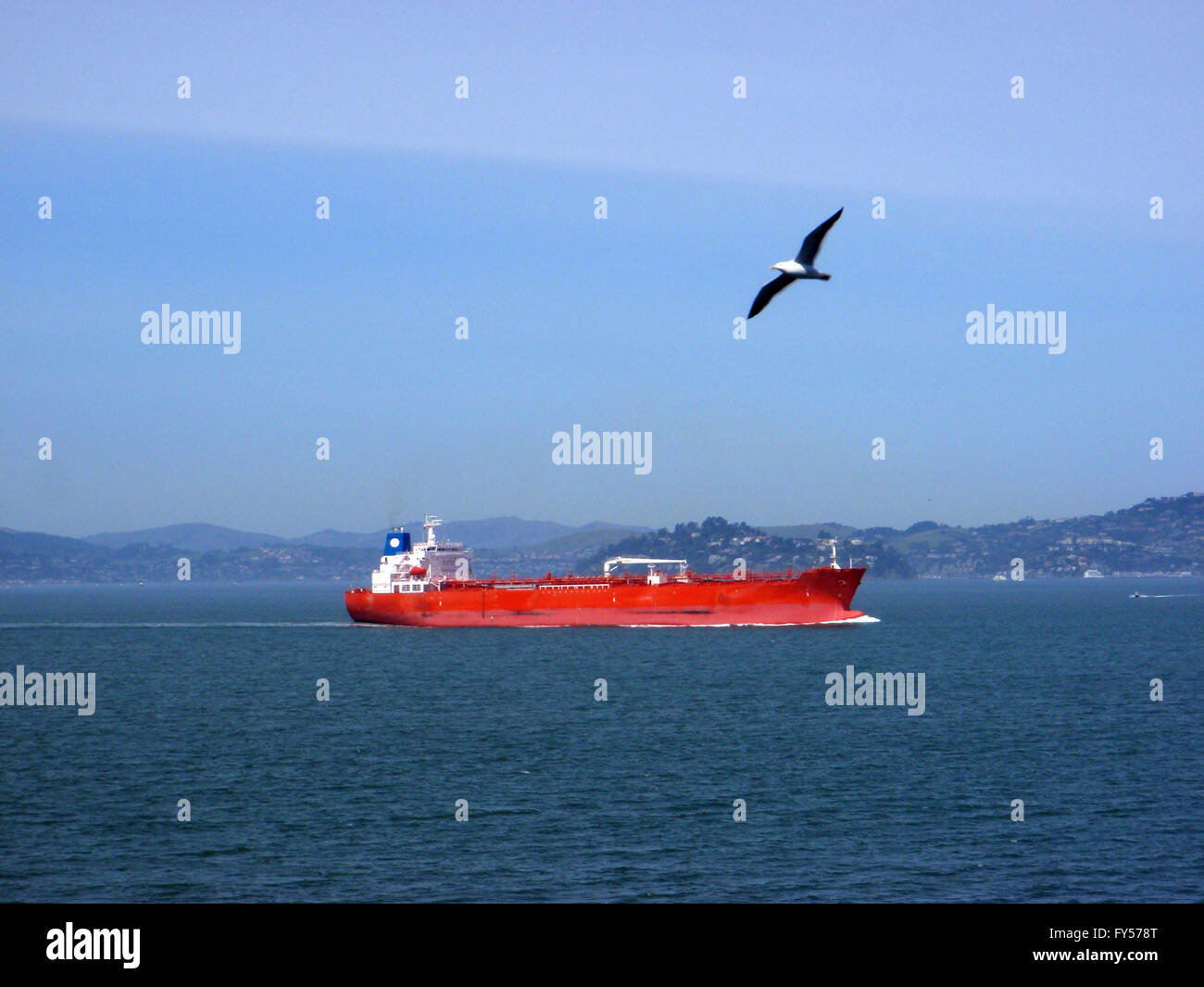 Cargo Boat sails through San Francisco Bay as Western Sea Gull flies in front in California, USA. Stock Photo