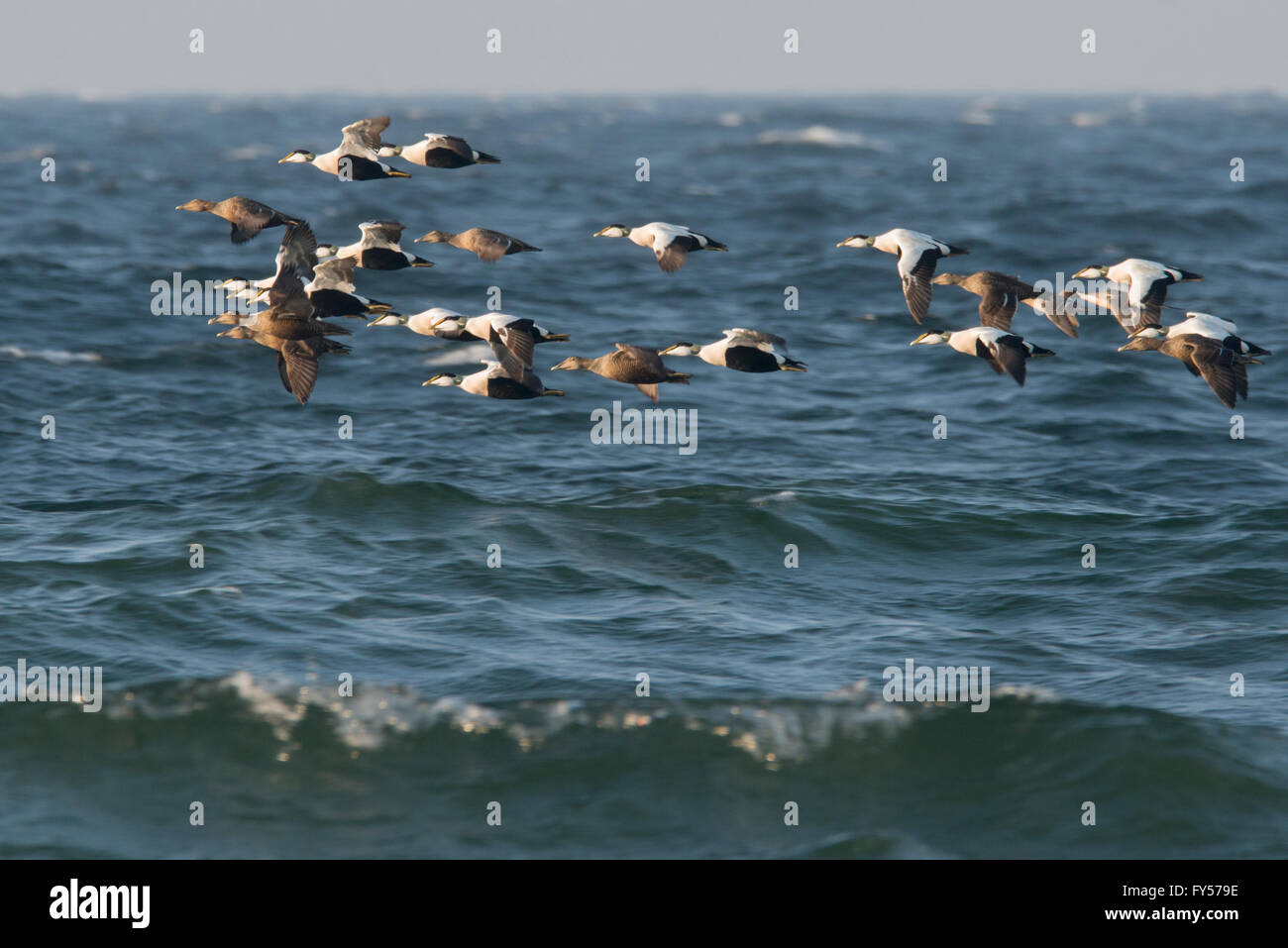 Eider (Somateria mollissima) migrating in spring to their breeding places in Baltic Sea Stock Photo