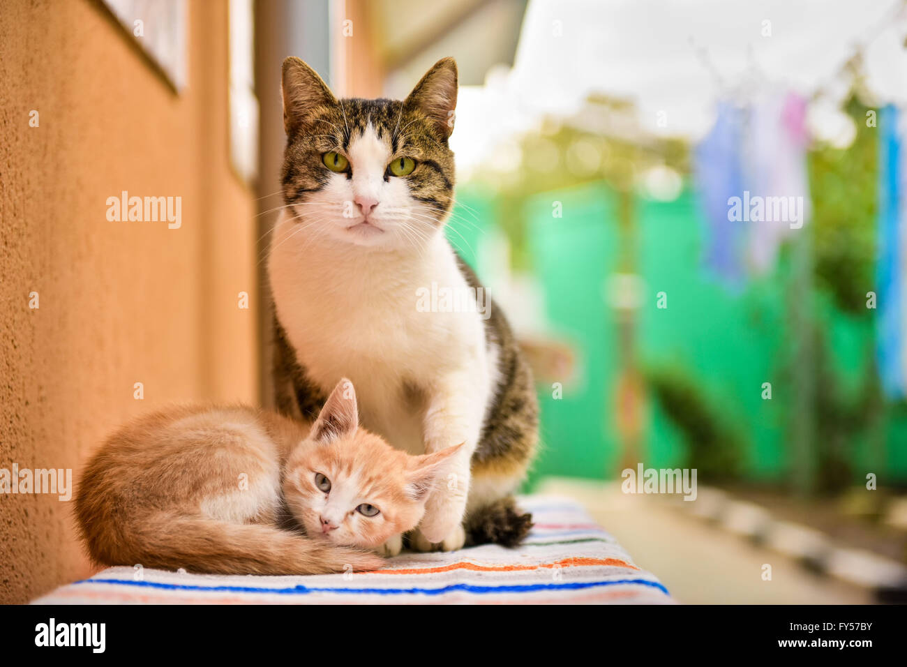 Two cute cats sitting next to wall Stock Photo