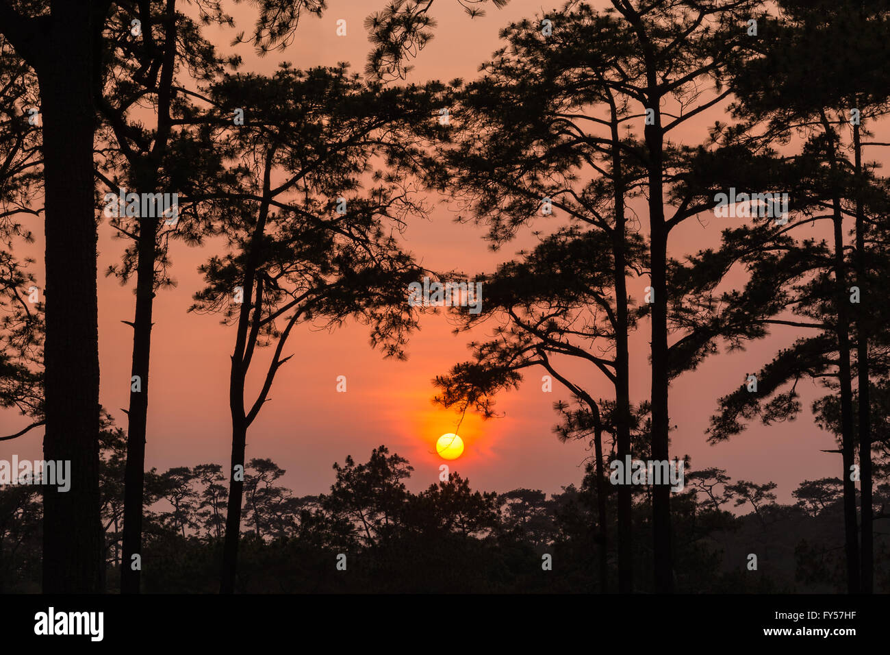 Sunset through the branches of a pine tree in the orange light Stock ...