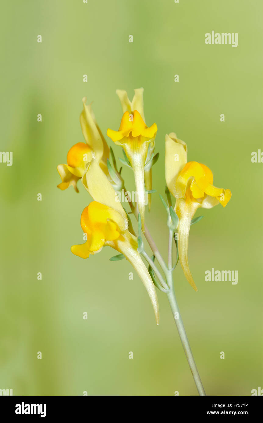 Snapdragon, Linaria propinqua, toadflax. Vertical portrait of flowers with nice out of focus background. Stock Photo
