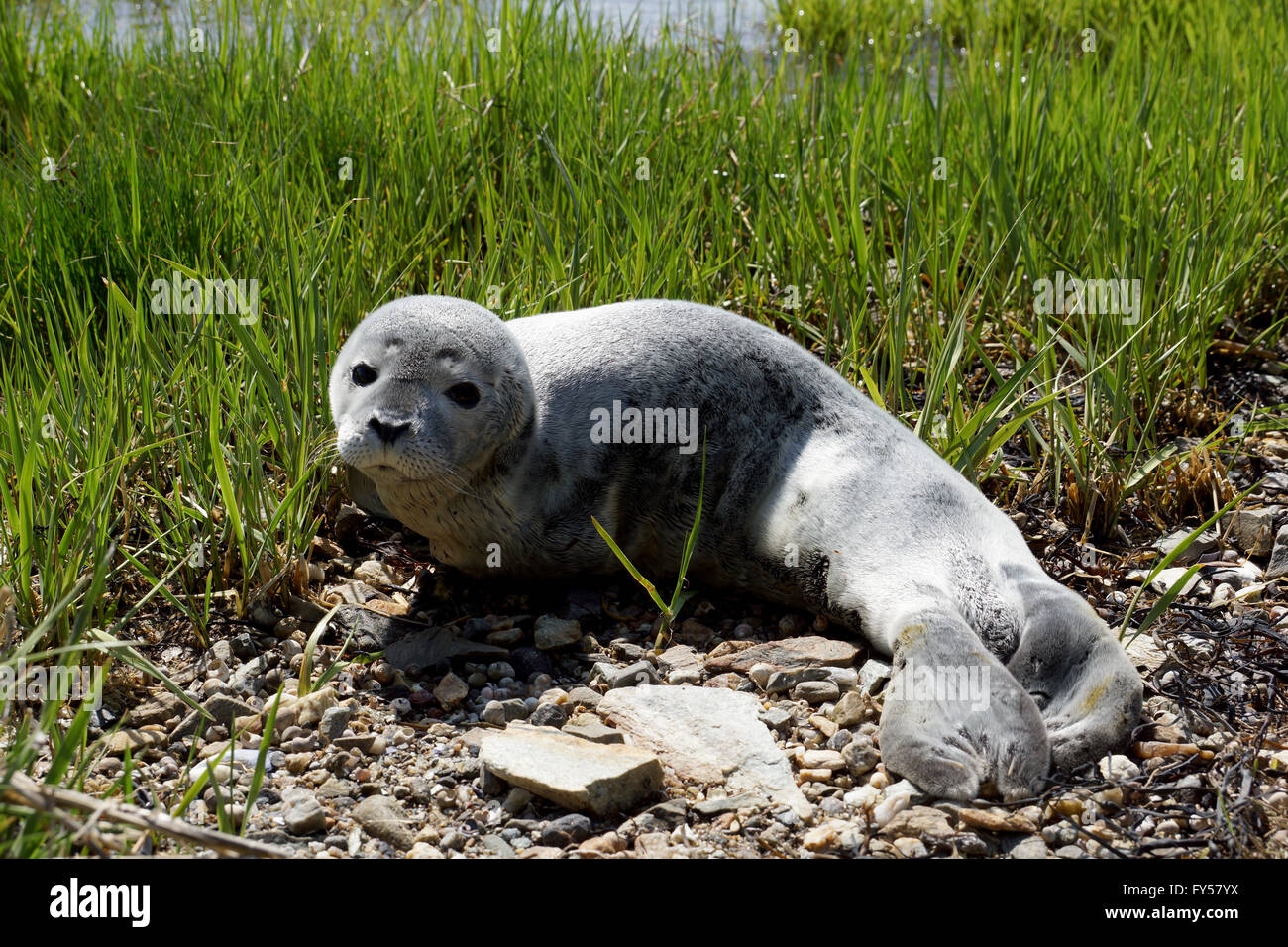 Baby fur seal resting with open eyes on grass, Maine Stock Photo