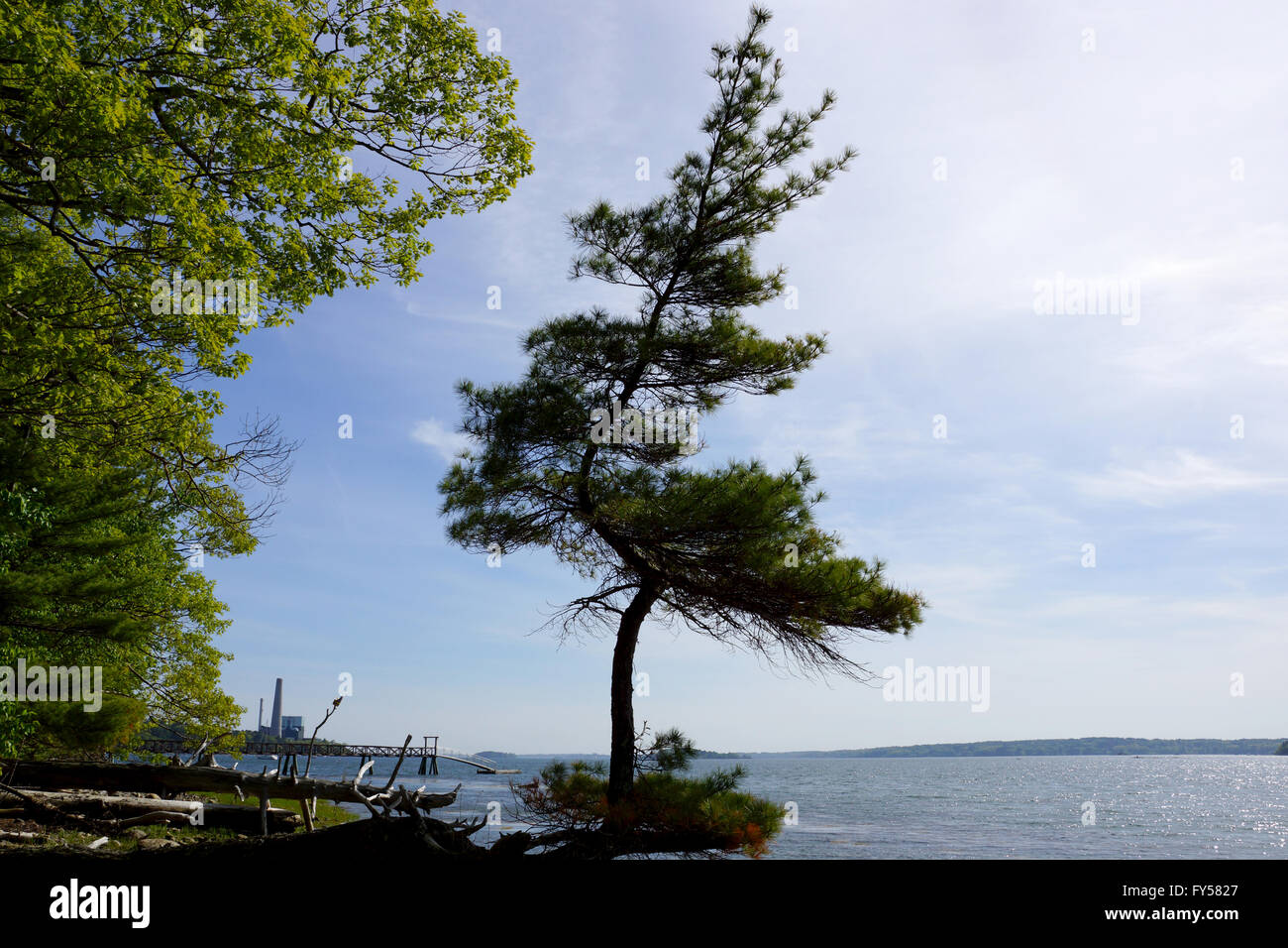 Pine trees grows funky on a beach on Cousins Island with a pier and Large Gas Power Plant in the distance in Yarmouth, Maine. Stock Photo