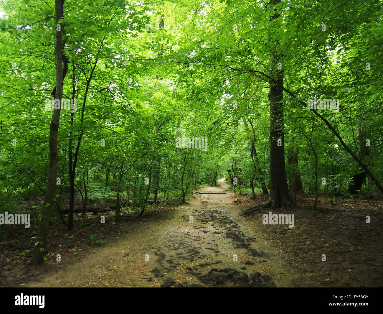 Forest path surrounded trees hi-res stock photography and images - Alamy