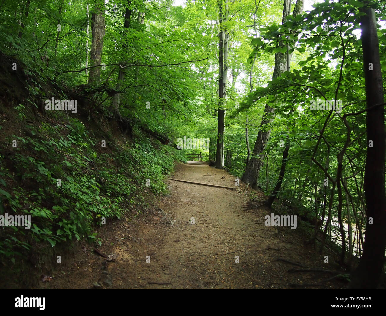 Dirt Path leads upwards in Forest in Rock Creek Park, Washington DC. Stock Photo