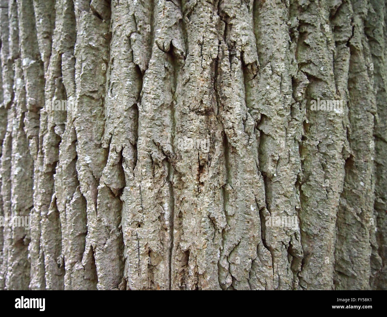 Gray Tree Bark Close-up textured pattern with lines going downwards. Stock Photo