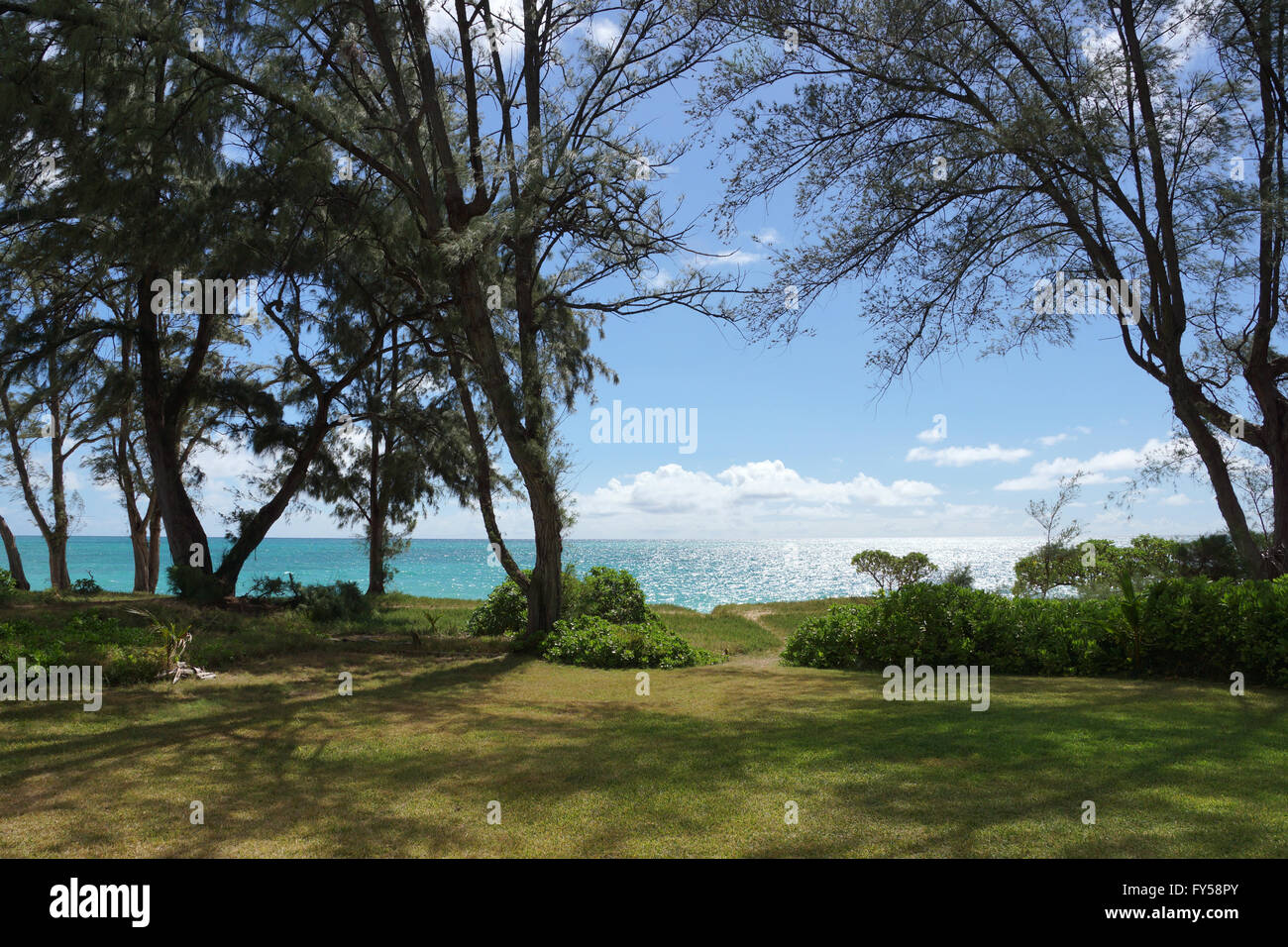 Grass field with sand pathway leading to the ocean surrounded by plants