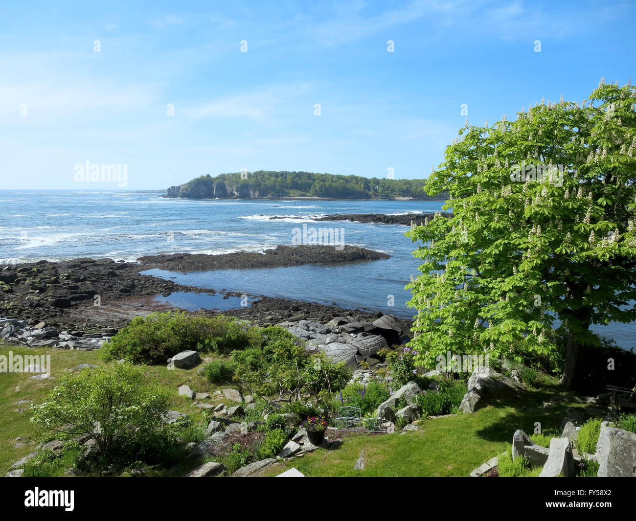 Garden of trees at Ryefield Cove and Whitehead Passage on Peaks Island in Casco Bay, Maine. Stock Photo