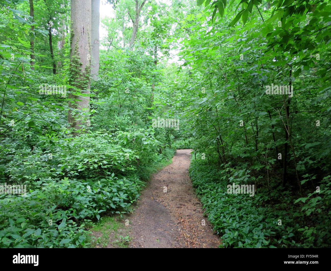 Dirt Path in Forest in Rock Creek Park, Washington DC. Stock Photo