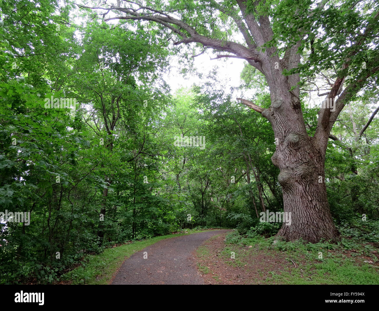 Large tree along path in the woods of Boston, Mass. Stock Photo