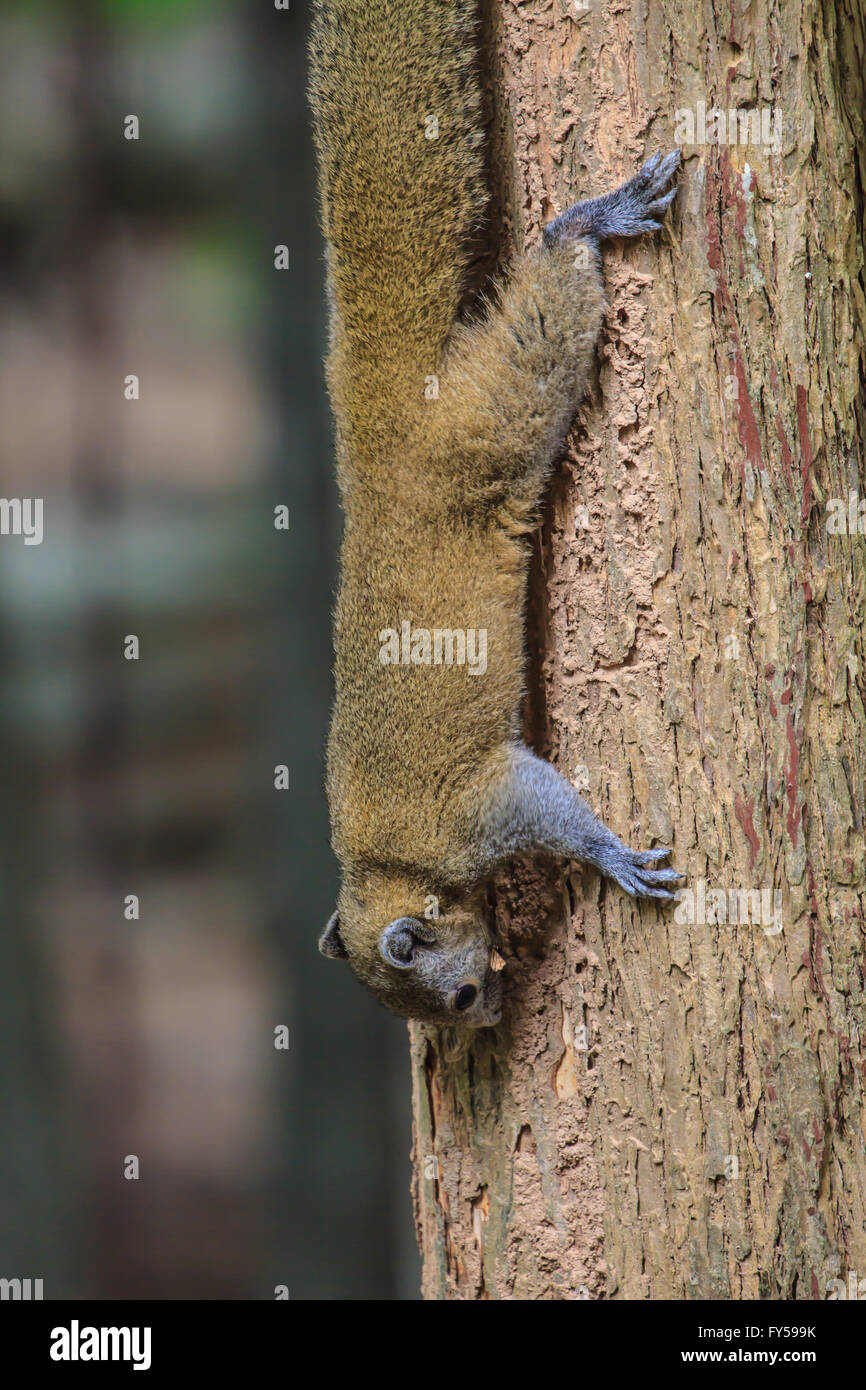 squirrel sitting on the tree in forest Stock Photo